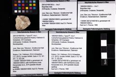 Foto (Objket + Etiketten) von Culmenformosa glaessneri (Robins, Feldmann & Schweitzer, 2013) 